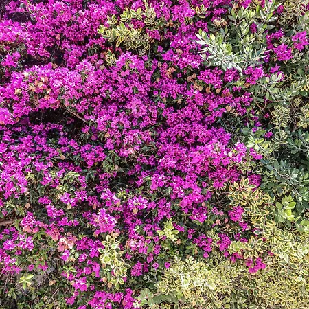 Casa Pepa-paca - Swiming Pool & Air Condition - - Sesmarias - By Bedzy *