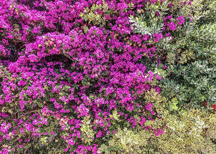 Casa Pepa-paca - Swiming Pool & Air Condition - - Sesmarias - By Bedzy *